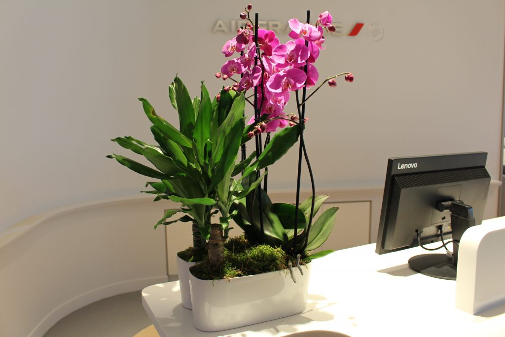 intérieur, mur, plante d’intérieur, pot de fleurs, vase, fleur, Ikebana, table, plante, s’asseoir, orchidée